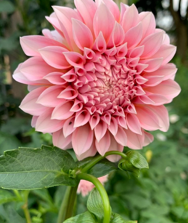 Dahlia