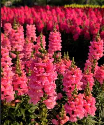 Snapdragon